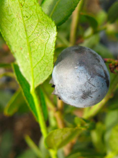 Bleuet à feuilles étroites